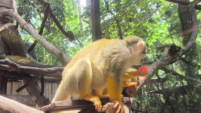 Closeup squirrel monkey in cage, Chiangmai Thailand.