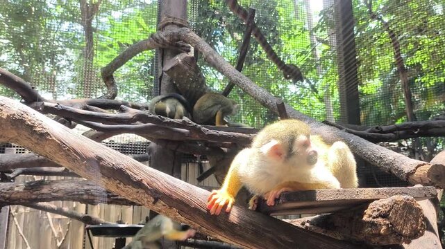 Closeup squirrel monkey in cage, Chiangmai Thailand.
