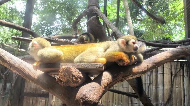 Closeup squirrel monkey in cage, Chiangmai Thailand.