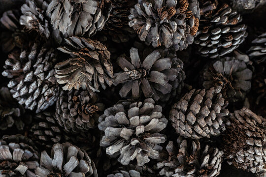 Textura natural de pi&ntilde;as de pino secas apiladas como fondo org&aacute;nico para decoraci&oacute;n y dise&ntilde;o