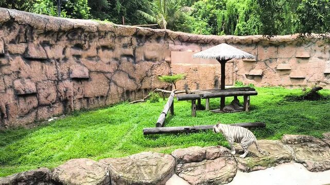 White Tiger is pooping in zoo enclosure, Chiangmai Thailand.