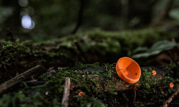 Hongo copa naranja sobre tronco cubierto de musgo en bosque h&uacute;medo tropical