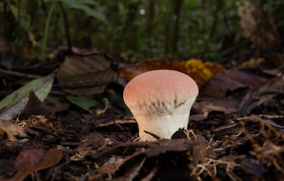 Hongo silvestre de bosque tropical creciendo entre hojas secas sobre el suelo del bosque