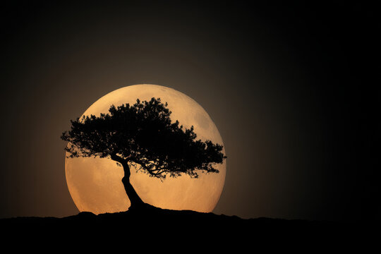 Silhouette of a lone tree against the backdrop of a large glowing full moon in a dark night sky on a rocky hilltop