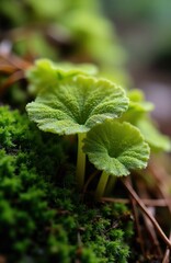 Obraz premium Close-up of vibrant green liverwort plant with textured round leaves growing among soft moss on a forest floor. Delicate stems emerge from verdant ground cover in a cool shady woodland setting.