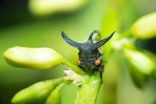 Close up macro view of horned treehopper insect resting green plant bud highlighting unique anatomy biodiversity natural insect behavior