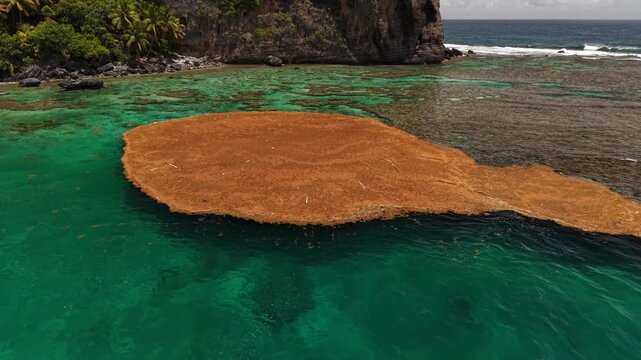 Drone aerial of floating seaweed surrounded by turquoise Caribbean waters and tropical scenery at Fronton Beach.
