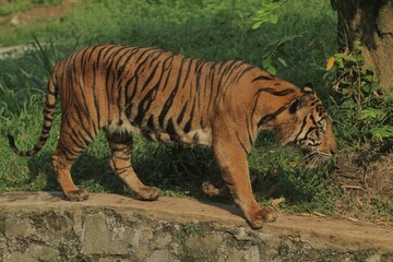 Fototapeta premium Side view of a sumatran tiger walking on the grass in the morning while observing the surroundings