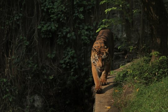 A sumatran tiger is seen walking forward in the bushes during the day