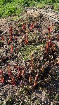 Spring peony shoots emerging from soil in sunlit garden bed, reddish new stalks pushing through mulch, close-up pan reveals fresh