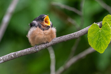 Fledgling barn swallow yawns as it perches on a branch. © Lecia Michelle