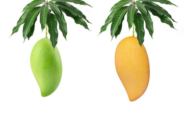 Obraz premium Pair of fresh mangoes, one raw green and one ripe golden yellow, hanging with lush green leaves. Tropical fruit high in vitamins, isolated on white background.