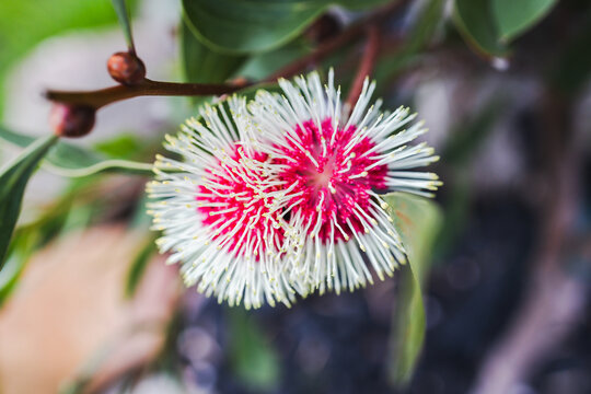 hakea flower in tropical australian backyard garden