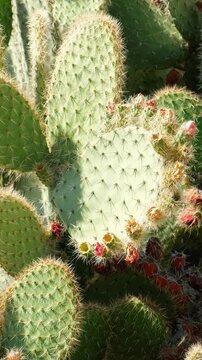 Vertical video of prickly pear or pear cactus with ripe fruits and flowers. Crete. Greece.
