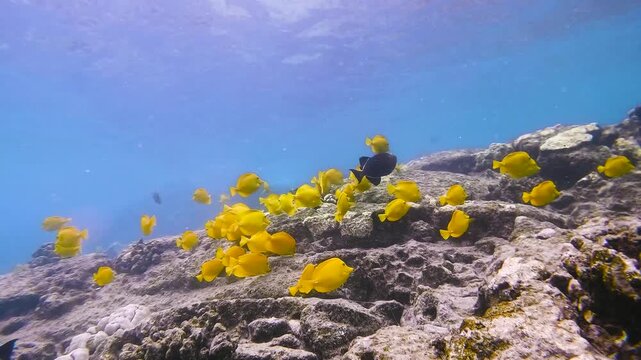 Slow motion video of a school of tropical reef fish swimming above a vibrant coral reef at Captain Cook, Hawaii Big Island, United States.