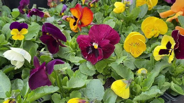 Colorful viola potted flowers outdoors close-up, nursery tray brimming with purple and yellow pansies shimmering with morning dew