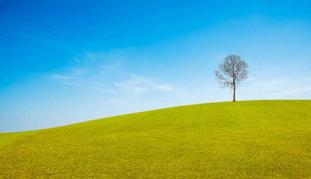 Landscape featuring single leafless tree standing on green grassy hill against a bright blue sky. Peaceful and serene natural background.