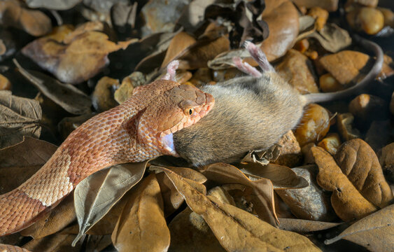 Broad-banded copperhead (Agkistrodon laticinctus) eating a killed mouse, Bastrop County, Texas, USA.