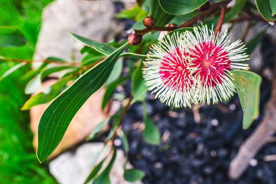 hakea flower in tropical australian backyard garden