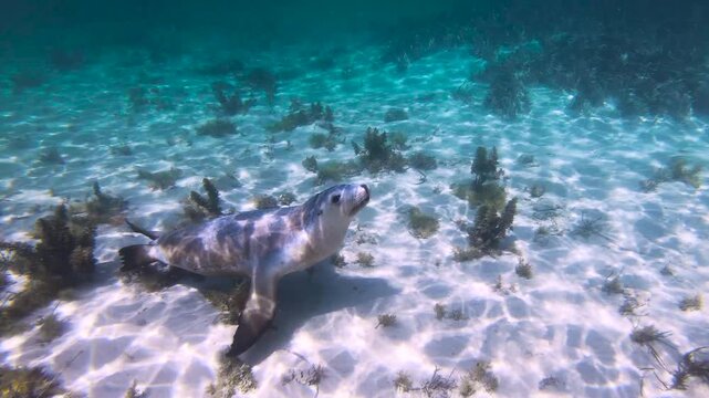 Slow motion video of an Australian sea lion swimming through crystal clear blue water off the Eyre Peninsula, South Australia.