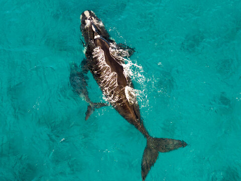 Aerial view of a Southern Right Whale swimming with its calf in the clear turquoise waters of the Southern Ocean near Cheynes, Western Australia, Australia.