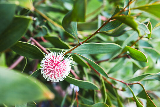 hakea flower in tropical australian backyard garden