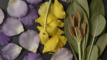 Obraz premium Purple and yellow petals rest on green leaves, creating a vibrant floral still life.