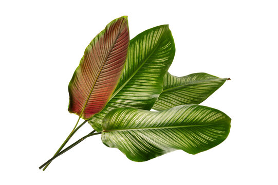 Calathea Majestica leaves with elegant white pinstripe patterns and reddish-purple undersides. Fresh tropical foliage isolated on white background.