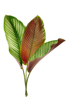 Tropical Calathea Majestica Pinstripe Leaves Isolated on white background.