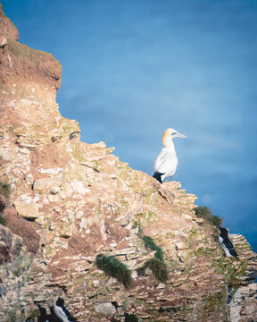 Tender Moments on the Edge: Gannets Nesting at Bempton Cliffs, North Yorkshire, May 16th  2026
