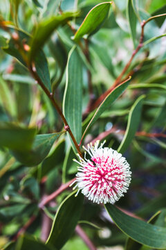 hakea flower in tropical australian backyard garden