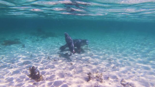 Slow motion video of an Australian sea lion swimming through crystal clear blue water off the Eyre Peninsula, South Australia.