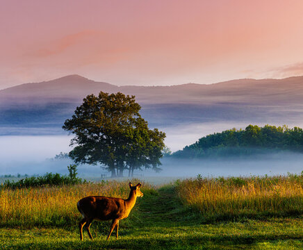 White Tailed Deer and Fog Filled Meadow on The Cades Cove Loop, Great Smoky Mountains National Park, Tennessee, USA