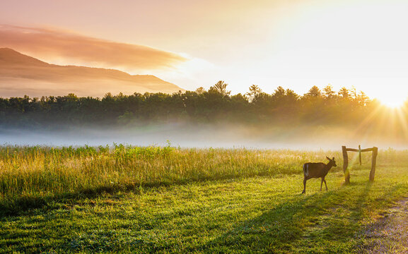 White Tailed Deer and Fog Filled Meadow on The Cades Cove Loop, Great Smoky Mountains National Park, Tennessee, USA