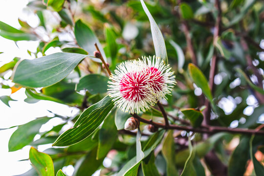 hakea flower in tropical australian backyard garden