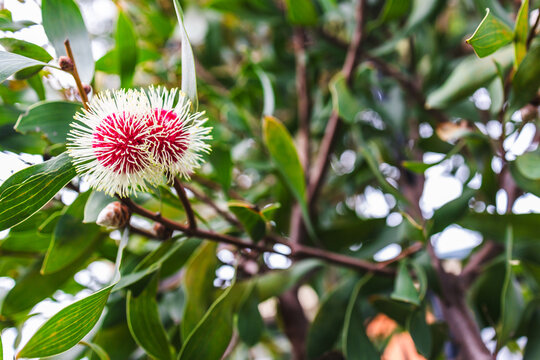 hakea flower in tropical australian backyard garden