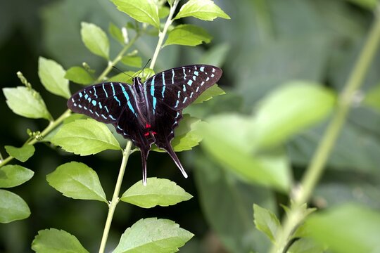 A striking black swordtail butterfly spreads its striped wings gracefully on bright green foliage in a garden conservatory.