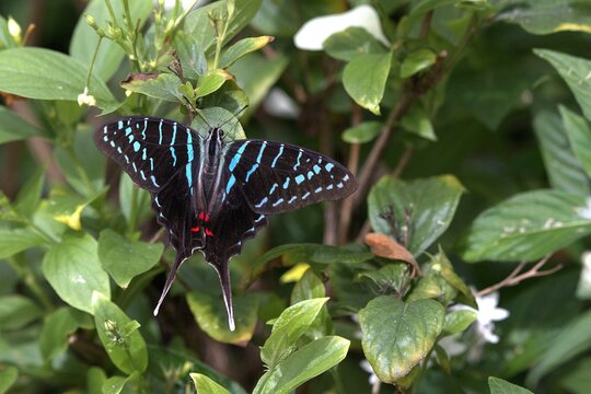 A striking black swordtail butterfly displays its vibrant turquoise-striped wings while resting on lush green garden leaves.