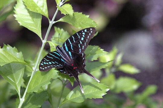 A striking black swordtail butterfly rests with open wings on vibrant green leaves in a lush garden conservatory.