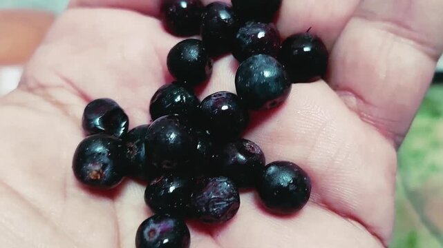 Close Up View Of Sweet Gungheer Wild Mountain Berries