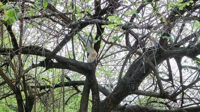 A Wild Monkey Climbing Trees And Eating Food In Nature