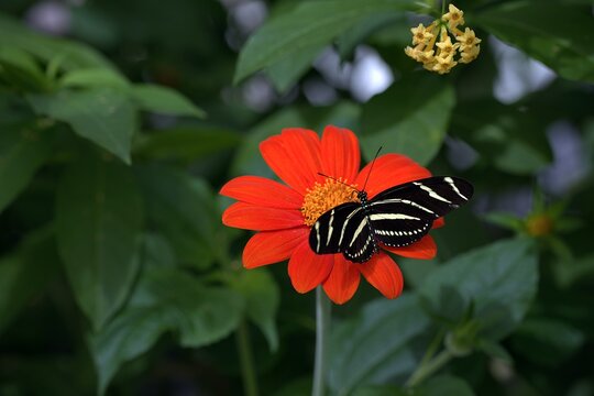 A striking zebra longwing butterfly feeds on a vibrant red Mexican sunflower in a lush garden conservatory.