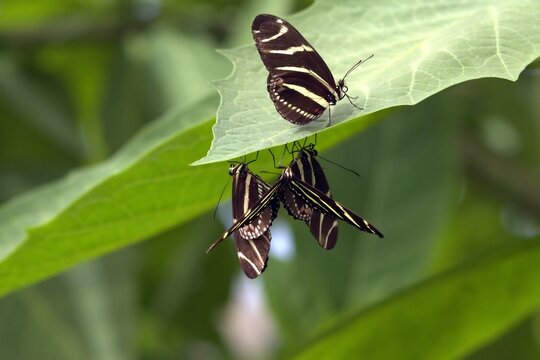 A group of three zebra longwing butterflies gather on a green leaf, with a mating pair hanging upside down beneath it.