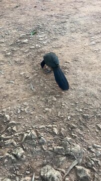 Wild bird foraging alone on dry ground, solitude in nature
