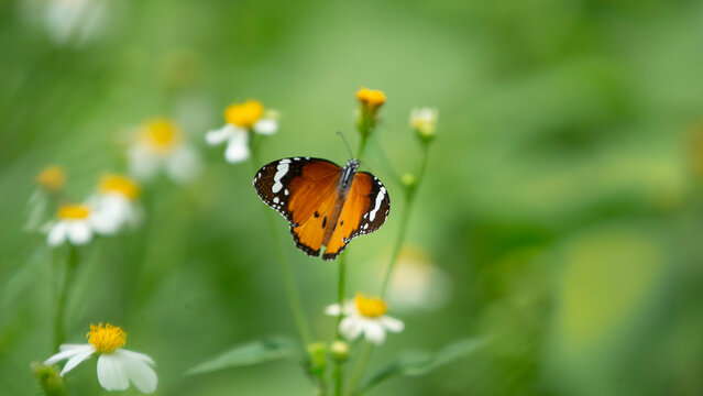 Macro shot of a Plain Tiger butterfly feeding on a white flower. A stunning macro close-up capturing a vibrant Plain Tiger butterfly (Danaus chrysippus) perched gracefully on a fresh white wildflower.