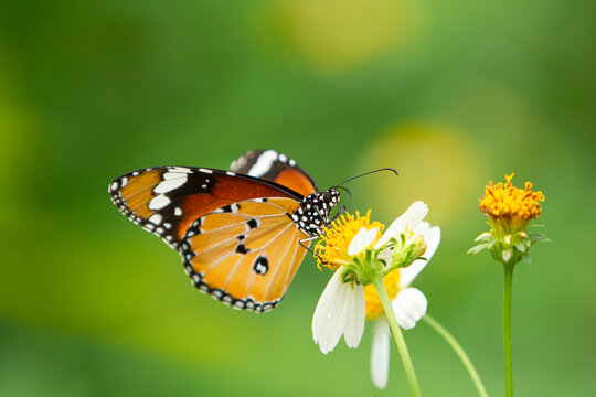 Macro shot of a Plain Tiger butterfly feeding on a white flower. A stunning macro close-up capturing a vibrant Plain Tiger butterfly (Danaus chrysippus) perched gracefully on a fresh white wildflower.