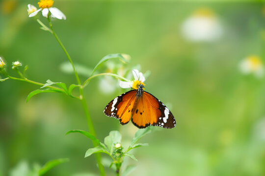 Top view of a Plain Tiger butterfly spreading wings on a white wildflower.  A beautiful top-down macro photograph capturing a Plain Tiger butterfly (Danaus chrysippus) 