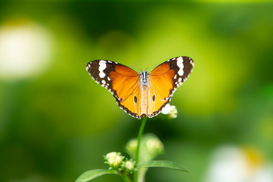 Top view of a Plain Tiger butterfly spreading wings on a white wildflower.  A beautiful top-down macro photograph capturing a Plain Tiger butterfly (Danaus chrysippus) 