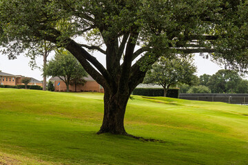 Obraz premium Beautiful Golf Course Landscape with Large Oak Tree on Rolling Green Fairway in Tyler Texas