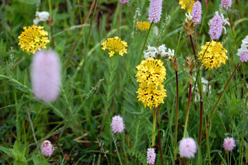 Fototapeta premium Colorful wildflowers in a lush green meadow